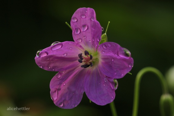 Sumpf-Storchschnabel (Geranium palustre)